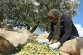 Des femmes récoltent des olives dans le village de Mornag, près de Tunis, le 6 novembre 2015
