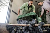 Récolte des grappes de Merlot le 20 juillet 2016 à Karm el-Nada en Egypte