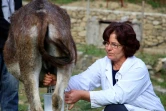 Xheje Karaj, trait un âne dans une ferme du village de Papër, le 24 novembre 2020