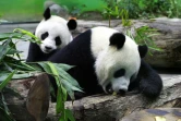Les pandas géants Tuan Tuan et Yuan Yuan dans leur enclos du zoo de Taipei en janvier 2009 à Muzha