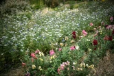 Des fleurs cultivées dans un champ près du cimetière de Belleville, le 1 juillet 2020 à Paris