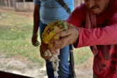 Un fermier tient une fève de cacao à Guerima, en Colombie, le 17 février 2017 