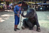 Séance de dressage d'un éléphanteau à Ban Ta Klang, le 17 novembre 2019 en Thaïlande