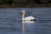 Un pélican dans la lagune de Divjaka-Karavasta, le 11 mars 2018 en Albanie