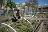 Omar Ouadi travaille dans son potager dans les jardins familiaux des Mureaux (Yvelines) le 27 avril 2020