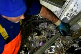 Des pêcheurs italiens remontent des poissons et des déchets en plastique dans leurs filets, le 23 mai 2019 au large de San Benedetto del Tronto, en Italie