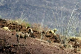 Photo fournie par la réserve de la biosphère de Pinacate et du désert d'Altar d'un mouflon, le 12 juillet 2016, près de la frontière entre le Mexique et les Etats-Unis