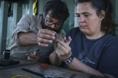 Christos Barboutis (g), responsable scientifique de la station locale de la société des ornithologues (HOS) et Elisabeth Navarrete effectuent des relevés biométriques sur un oiseau migrateur, sur la petite île d'Anticythère, le 17 septembre 2024 en Grèce