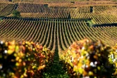 Les vignobles de la Romanée-Conti, le 11 octobre 2017 à Vosne-Romanée, en Côte d'Or