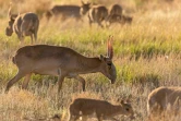 Des antilopes saïgas dans la steppe près d'Almaty, le 28 mai 2021 au Kazakhstan