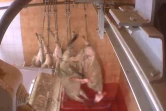 Capture d'une vidéo de l'association anti-spéciste L214 diffusée le 29 juin 2016 et montrant des moutons encore conscients avoir été saignés dans un abattoir à Pezenas (Hérault)