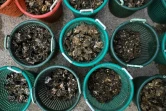 Des seaux de coquilles d'huîtres sur lesquelles poussent de jeunes huîtres déposées par des bénévoles au siège de la Chesapeake Bay Foundation à Annapolis, le 20 mai 2025 dans le Maryland