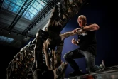 Le squelette d'un Tyrannosaurus Rex en cours d'assemblage, le 24 mai 2018 au Muséum national d'histoire naturelle du Jardin des Plantes, à Paris, avant l'exposition "un T.Rex à Paris"