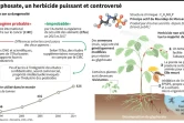 Données sur le glyphosate, herbicide controversé massivement utilisé