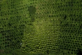 Vue aérienne d'une plantation mixte de café et de feuilles de coca à Argelia, dans le département du Cauca, en Colombie, le 6 mai 2025