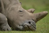 La vente de cornes de rhinocéros comme remède au cancer a contribué à décimer les populations