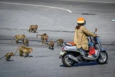 Des macaques courent après une femme en scooter, le 20 juin 2020 à Lopburi, en Thaïlande
