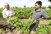 Philippe Franchois (à gauche) et François Normant (à droite) dans leurs vignes au "Clos des Baobabs" le 15 septembre 2015