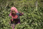 Récolte des grappes de Merlot le 20 juillet 2016 à Karm el-Nada en Egypte