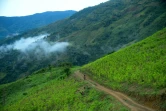Des plantations de coca à Pueblo Nuevo en Colombie le 10 juillet 2016