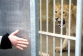 Lion en cage dans un zoo le 23 février 2012