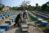 L'apiculteur Malik Hussain Khan (d) inspecte ses ruches à Lak Mor, dans la province du Pendjab, le 30 janvier 2025 au Pakistan