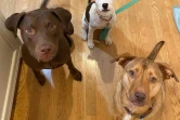 Photo fournie par Mila bartos montrant ses chiennes Maisie, Mabel et Natty