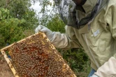 Le réfugien érythréen Abel Yosef Abraham s'occupe des deux ruches qu'il vient d'acquérir, le 26 août 2020 à Pessat-Villeneuve, dans le Puy-de-Dôme