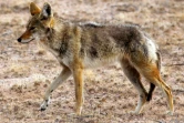 Photo fournie par la réserve de la biosphère de Pinacate et du désert d'Altar d'un coyote, le 31 mars 2016, près de la frontière entre le Mexique et les Etats-Unis