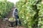 Un ouvrier agricole récolte du raisin, le 4 octobre 2021 à Lamont, en Californie