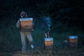 Un apiculteur porte une ruche vers un camion pour la transhumance annuelle vers les champs de lavande, le 25 juin 2020 à Volx