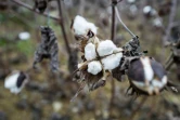 Du coton cultivé à Montréal, dans le Gers, le 22 novembre 2021