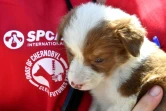 Une bénévole de la fondation américaine Clean Cultures Fund (CFF) porte un chiot dans ses bras, près d'un hôpital pour les chiens errants à Tchernobyl, le 8 juin 2018 en Ukraine
