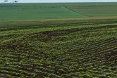 Un champ de soja dans l'ouest du Brésil