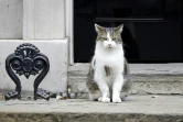 Le chat Larry devant le 10  Downing Street, le 2 septembre 2019