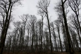 Des chênes de la forêt de Bercé, le 5 mars 2021 à Jupilles, dans la Sarthe