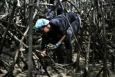 Arisleda Hurtado cherche des coquillages noirs ou pianguas, dans la mangrove près de Nuqui, dans le département de Choco,  le 5 août 2023 en Colombie