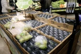 Des étals de fruits presque vides dans un supermarché de Fairfax en Virginie, le 13 janvier 2022