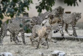 Des jeunes guépards jouent dans leur enclos du zoo "Safari de Peaugres", le 13 août 2020 en Ardèche