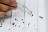 Kim Dong-gun, professeur de biologie environnementale, utilise des pinces pour trier les moustiques collectés dans son laboratoire à l'université Sahmyook de Séoul, le 24 juillet 2024 en Corée du Sud
