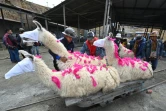 Des mineurs préparent des lamas qui vont être sacrifiés pour "El Tio", le dieu du monde souterrain, à Oruro, en Bolivie, le 25 février 2022