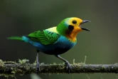 Un oiseau de la forêt de San Antonio, près de Cali, le 11 février 2022 en Colombie