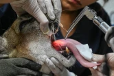 Examen médical pour un puma au zoo de Santa Fe à Medellin,  le 20 mai 2019 en Colombie