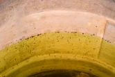 Des insectes et des larves, dans l'eau consommée par les habitants du village de Mision Chaquena, le 27 février 2020
