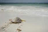 Une jeune tortue relâchée par l'ONG Local Ocean Conservation, le 23 mai 2025 à Watamu, au Kenya