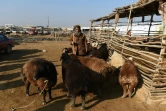 Un berger au marché au bétail de Mazar-i-Sharif, le 28 novembre 2019 en Afghanistan