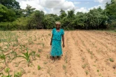 L'agricultrice Josephine Ganye dans son champ de maïs, flétri par la sécheresse intense sévissant dans la région de Buhera (Zimbabwe), le 28 janvier 2020  