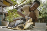Lameck Maitha, coordinateur sanitaire de l'ONG Local Ocean Conservation, caresse la tête de la tortue Safari, dont une nageoire a dû être amputée après avoir été prise dans un filet de pêche, le 19 mai 2025 à Watamu, au Kenya