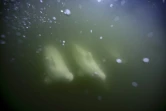 Des bélugas dans la baie d'Hudson, au Canada, le 8 août 2022