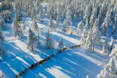 Des rennes en transhumance vers leurs pâturages d'hiver près de Ornskoldsvik, dans le nord de la Suède, le 4 février 2020